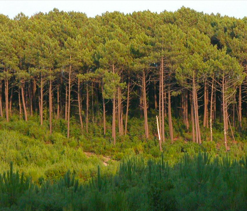 Massif forestier de 117ha – Les Landes — photo 1