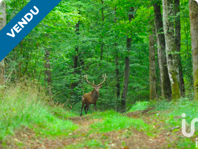 Forêt Grand Est