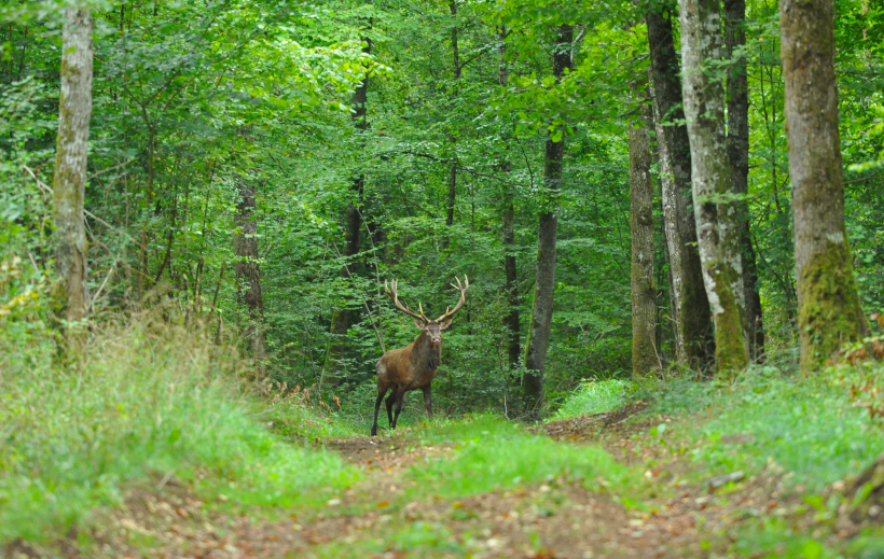 Prix hectare forêt par région : lire une fourchette sans se tromper